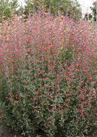 Agastache 'Pstessene' Coronado Red